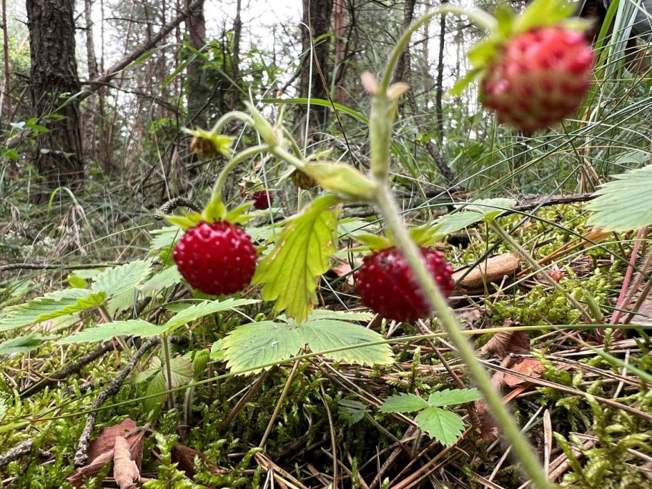 Экспедиция сони 17.jpg Экспедиция сони 17.jpg