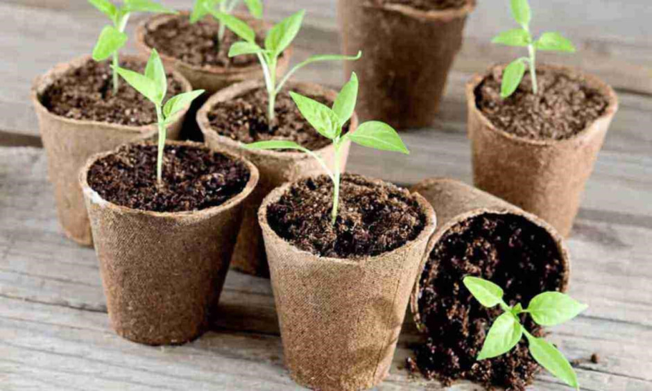 Черная ножка рассады 3.jpg