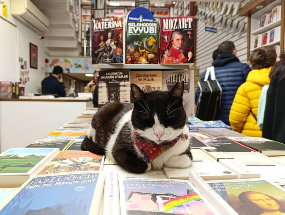 Гуляем по Стамбулу и знакомимся с котами 35.jpg