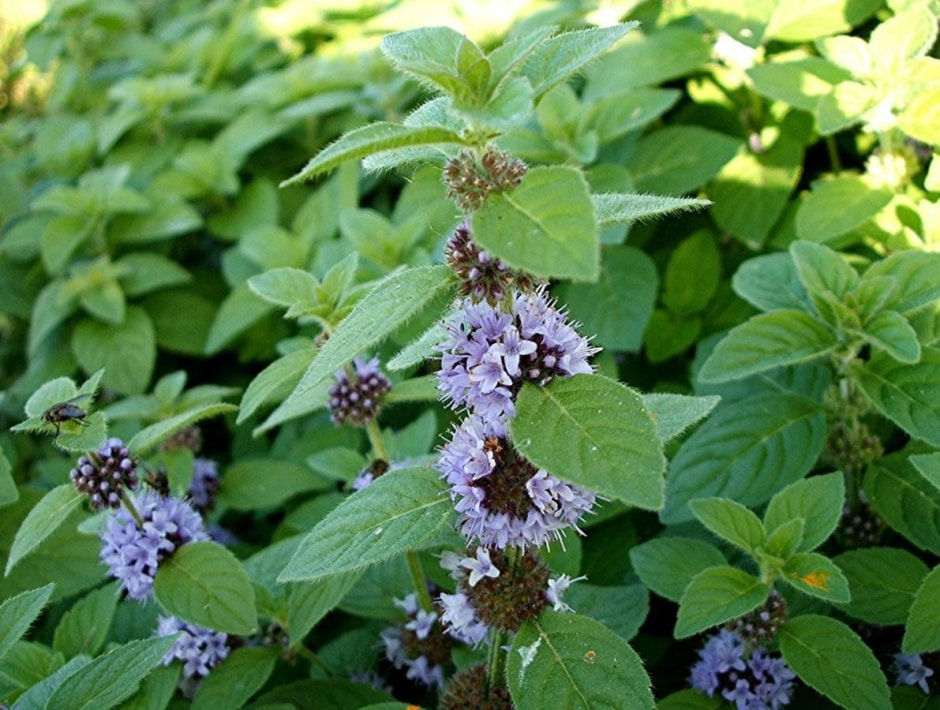 Польза мяты 2.jpg Польза мяты 2.jpg