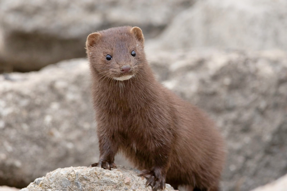 Инвазивные виды в Беларуси 5.jpg