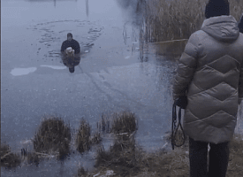 На Лидском озере под лед провалилась собака