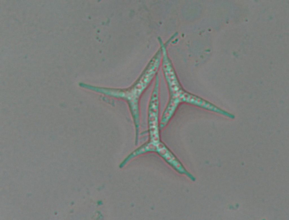 Новый гриб Гомель 2.jpg