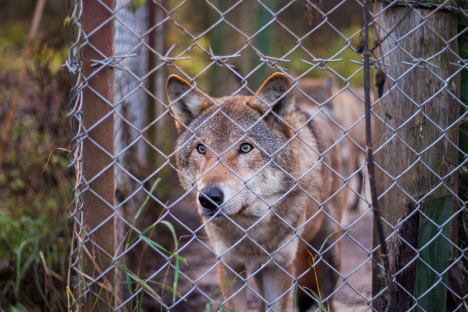 Агроусадьба Сосновый Бор 12.jpg