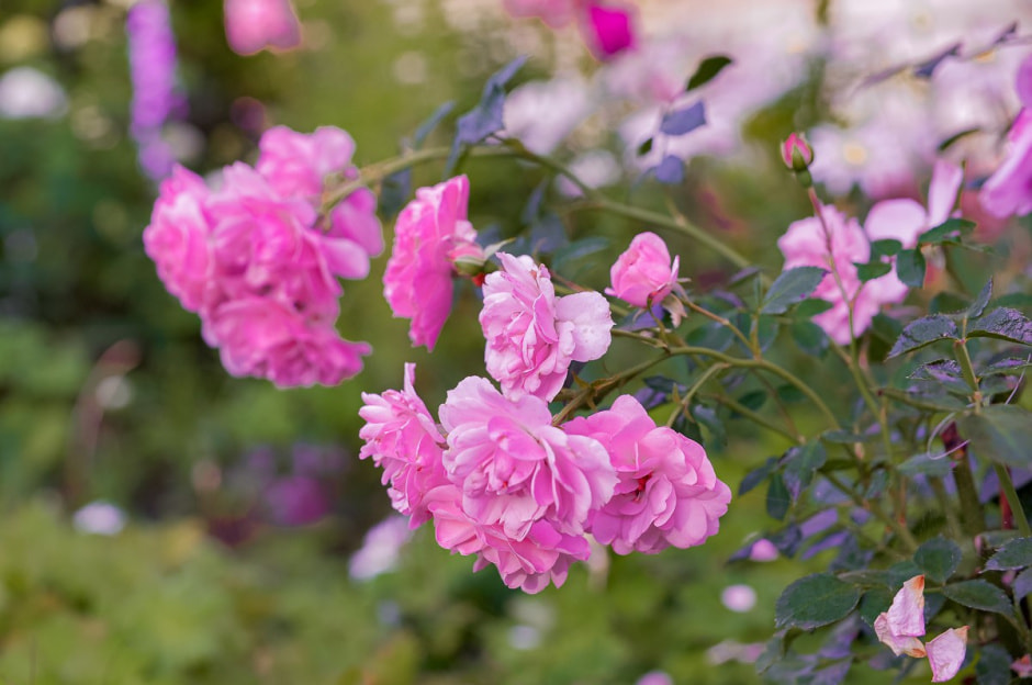 Лавандовый сад в Барово 13.jpg