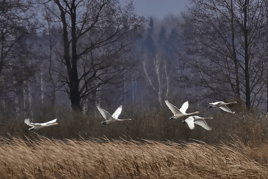 Лебедь-кликун 1.png