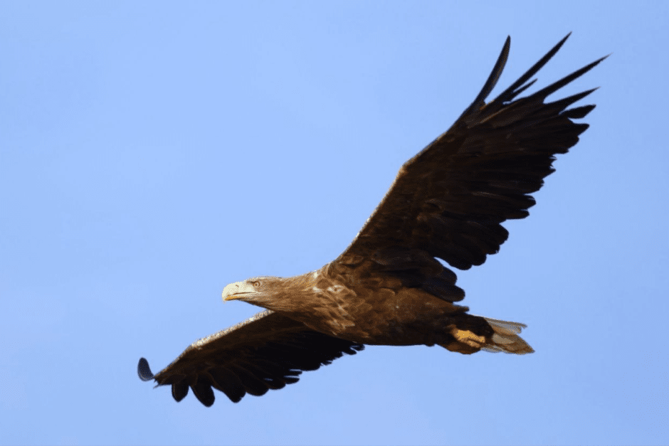 Хищные птицы Беларуси 7.png