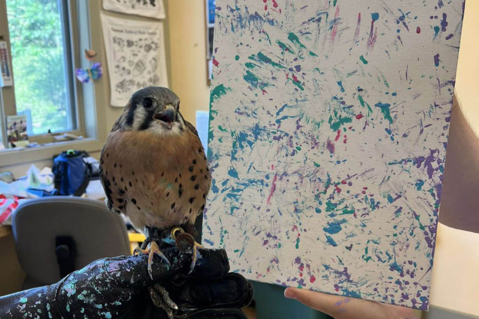 Пустельга 1.jpg