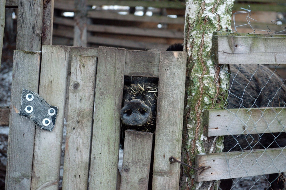 Семья Тузенковых в лесной глуши 17.jpg