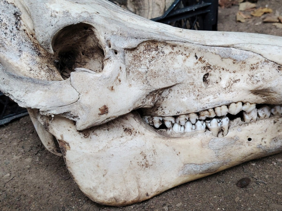 Проводник по болоту Кася 5.jpg