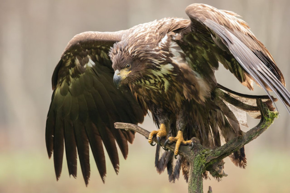 Владимир Пакалевич Орлан-белохвостт_2.jpg