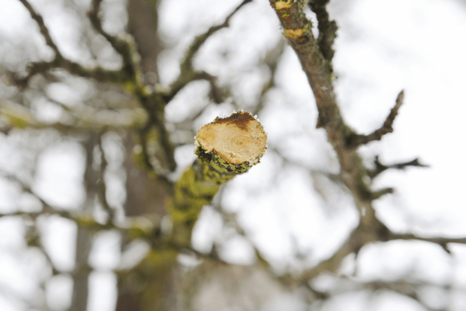 Зимняя обрезка деревьев с арбористом 10.png