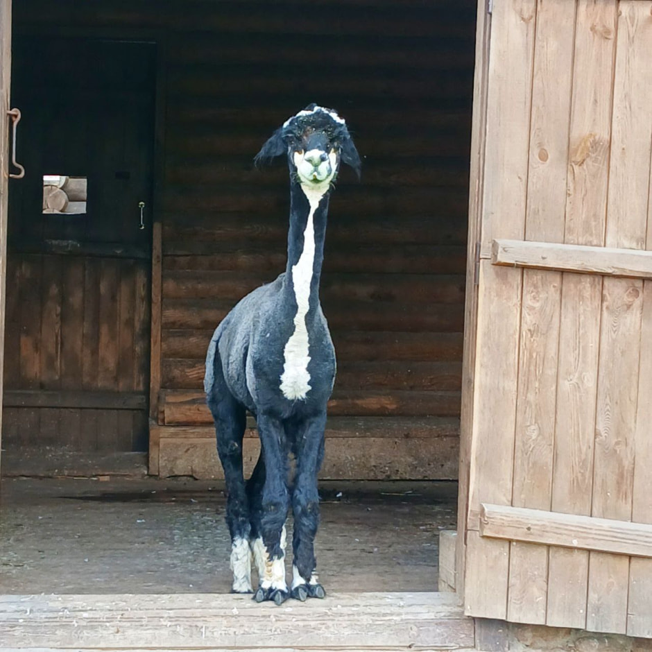 Альпака в Гродно