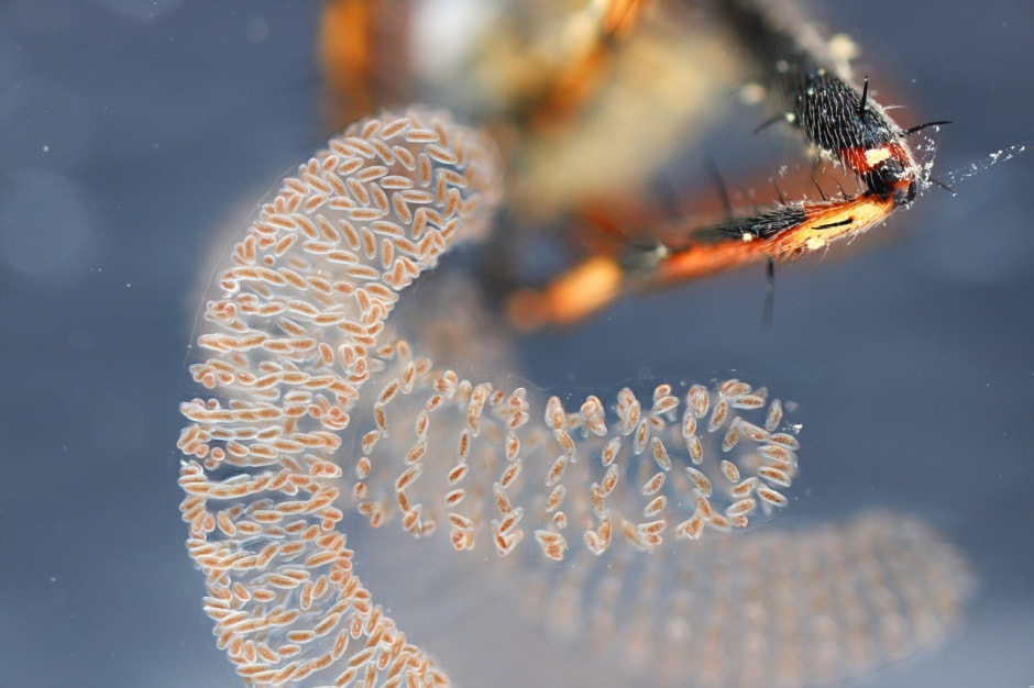 3-Яйца комара рода Кулекс.jpg