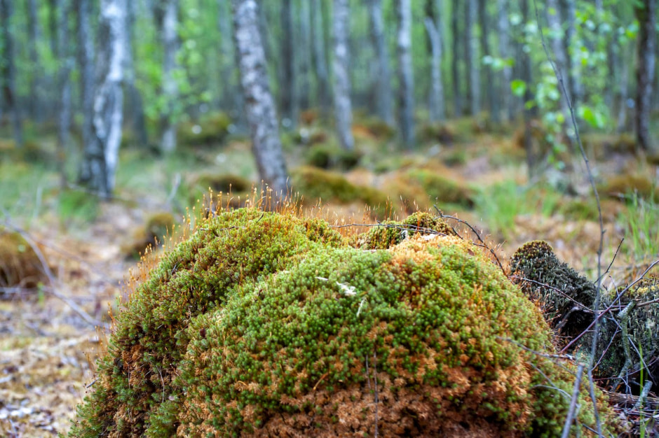 9-Лес в заказнике Выгонощанское.jpg