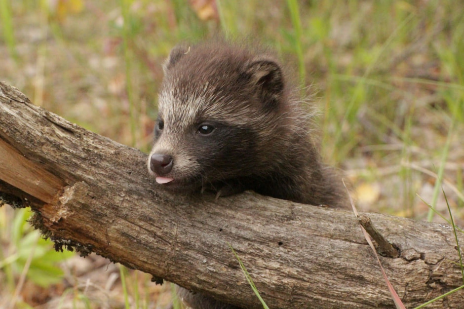 Факты о енотовидной собаке 10.jpg