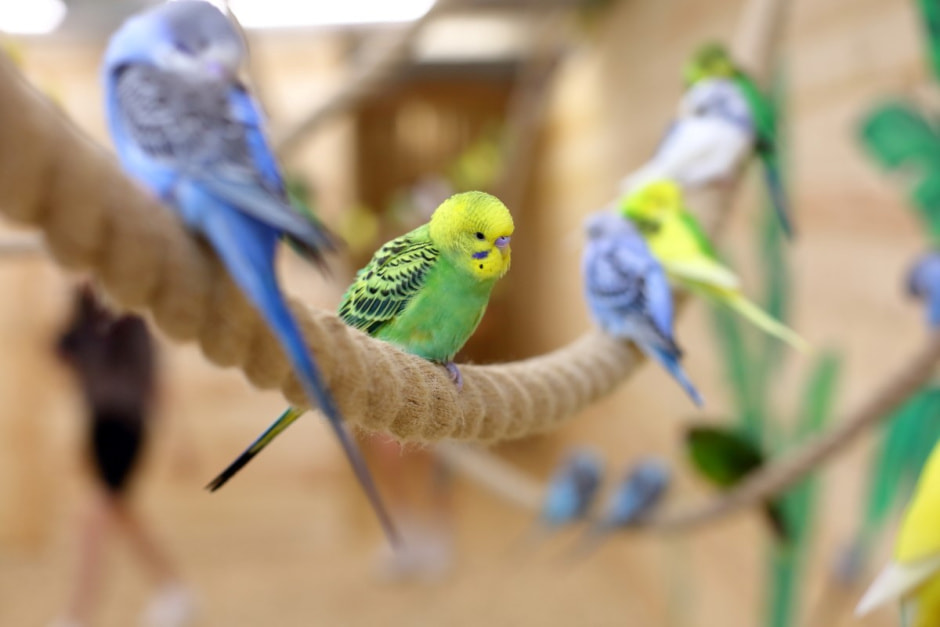 Попугайня в Витебске 14.jpg