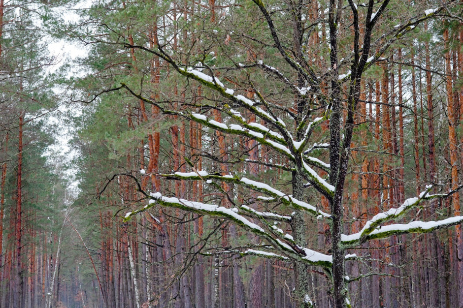 Хутор Замошье 10.jpg