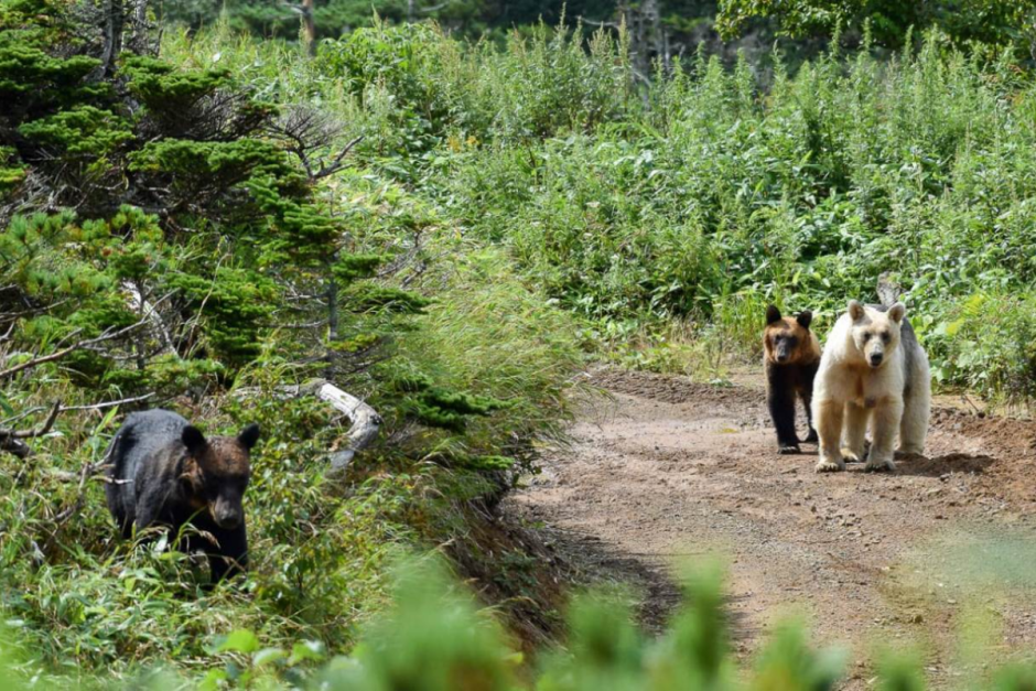 Медведи под контролем 7.png