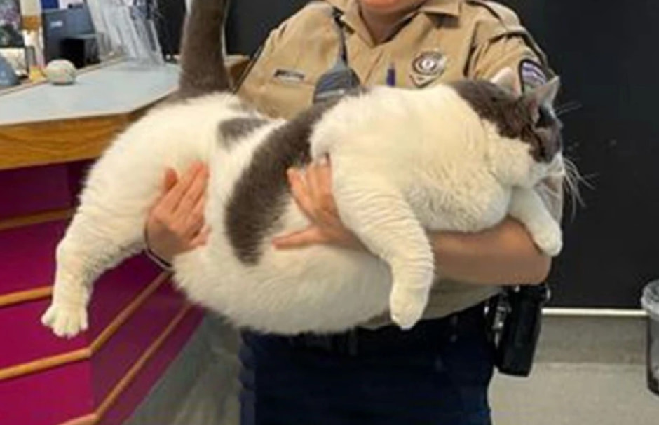 Самый толстый кот..jpg