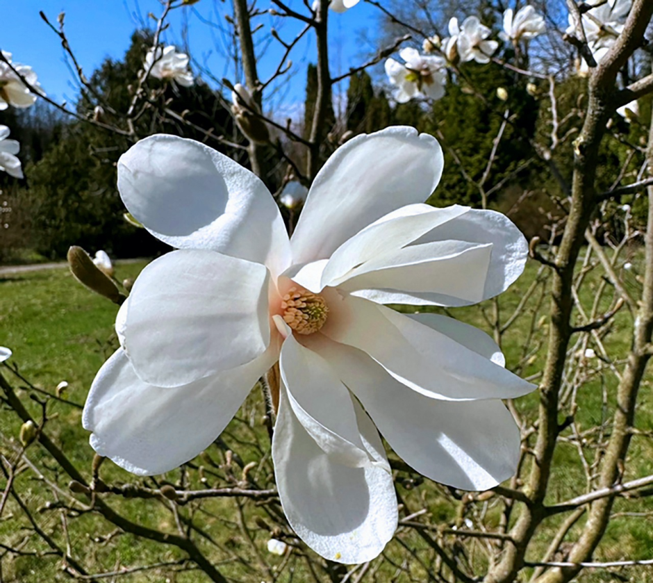 Прогулка по Ботаническому саду 27.png