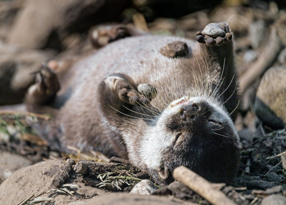 выдра играет с камнями