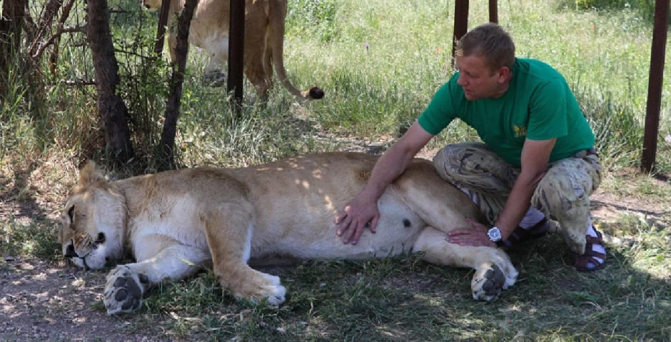 Олег Зубков со львами.jpg