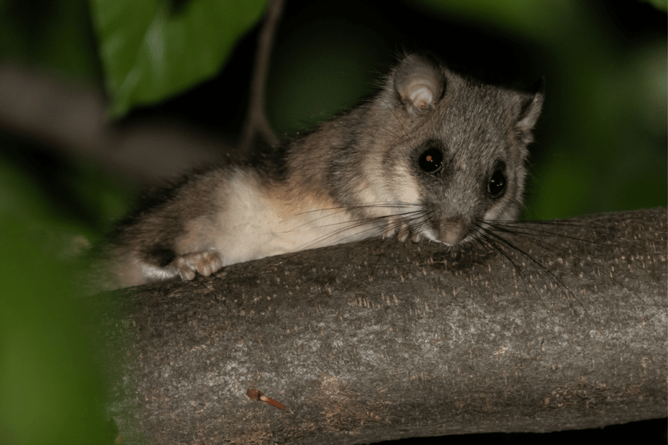 Соня-полчок 10.png