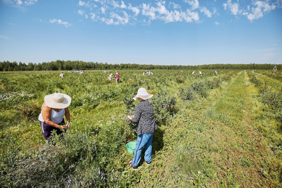 Как выращивают голубику 10.jpg