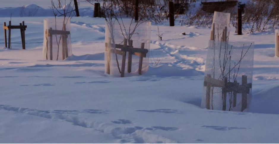 защита для деревьев.jpg