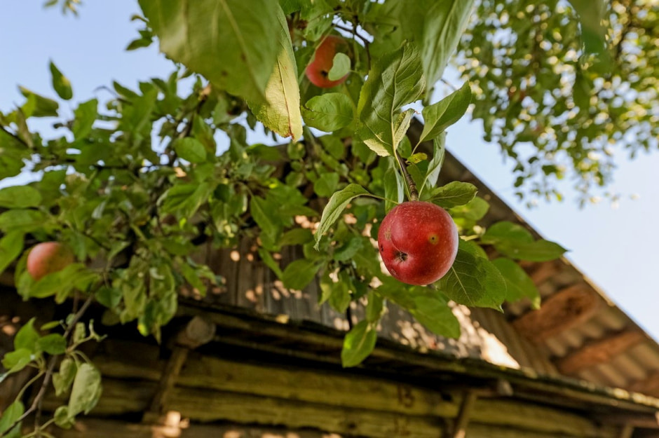 Деревня Глядовичи 30.jpg