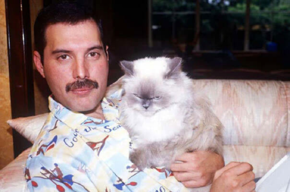 кошки Фредди