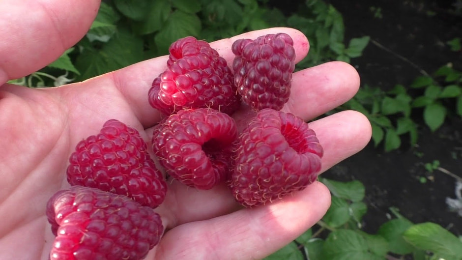 малина7.jpg малина7.jpg