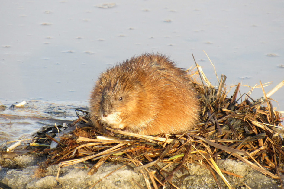 Ондатры 12.jpeg