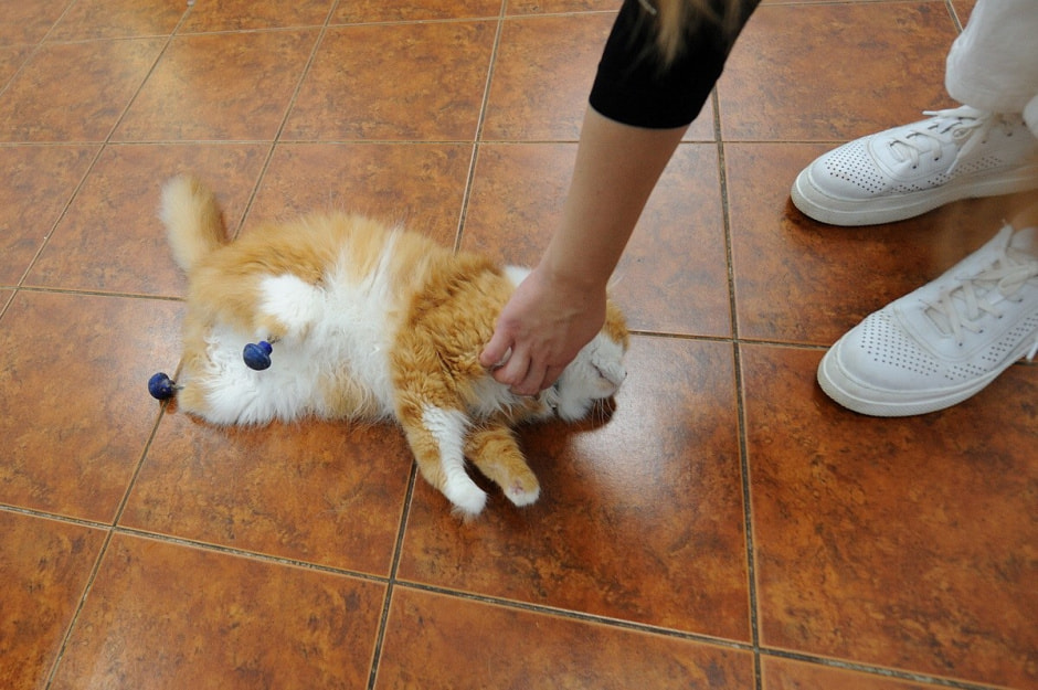 Суперветеринар из Лиды 10.jpg