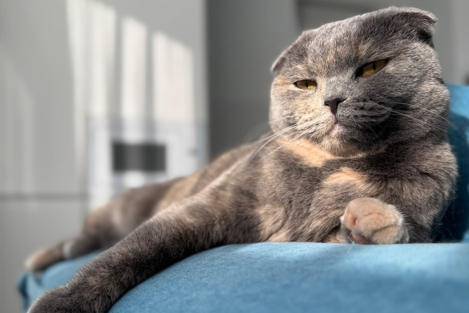 Взрослая кошка.jpg