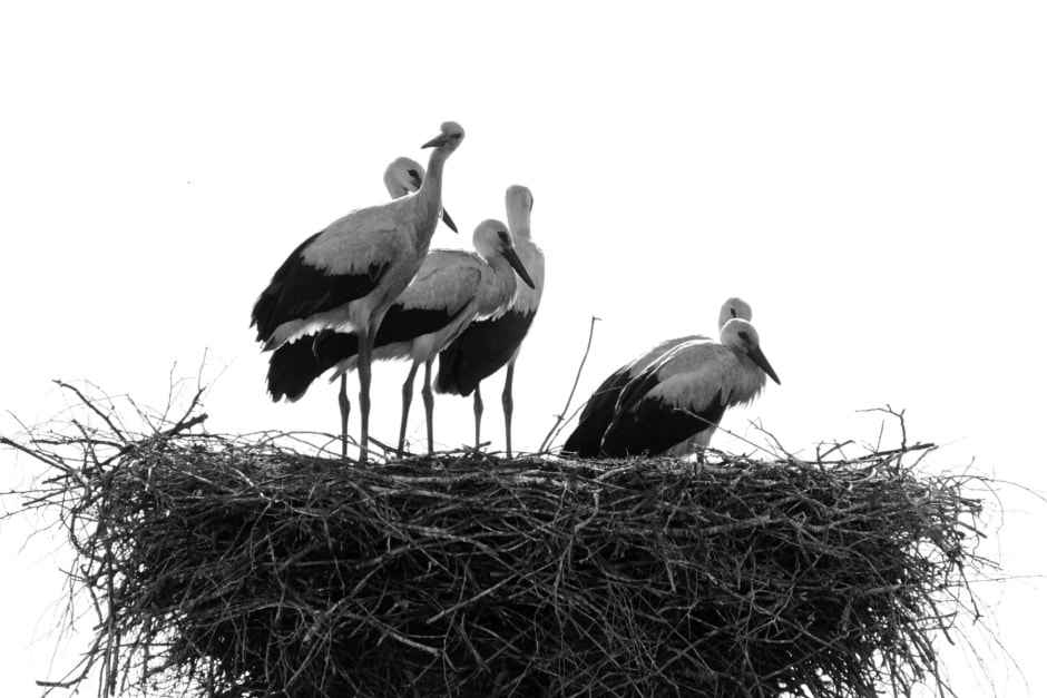 аисты птенцы2.jpg