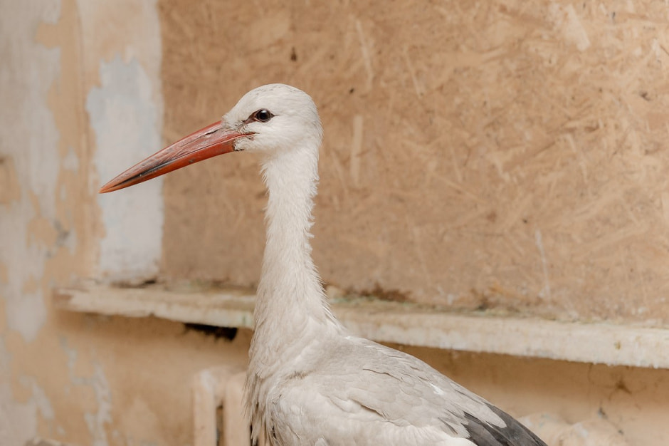 Зимовка аистов в деревне Высокое 11.jpg