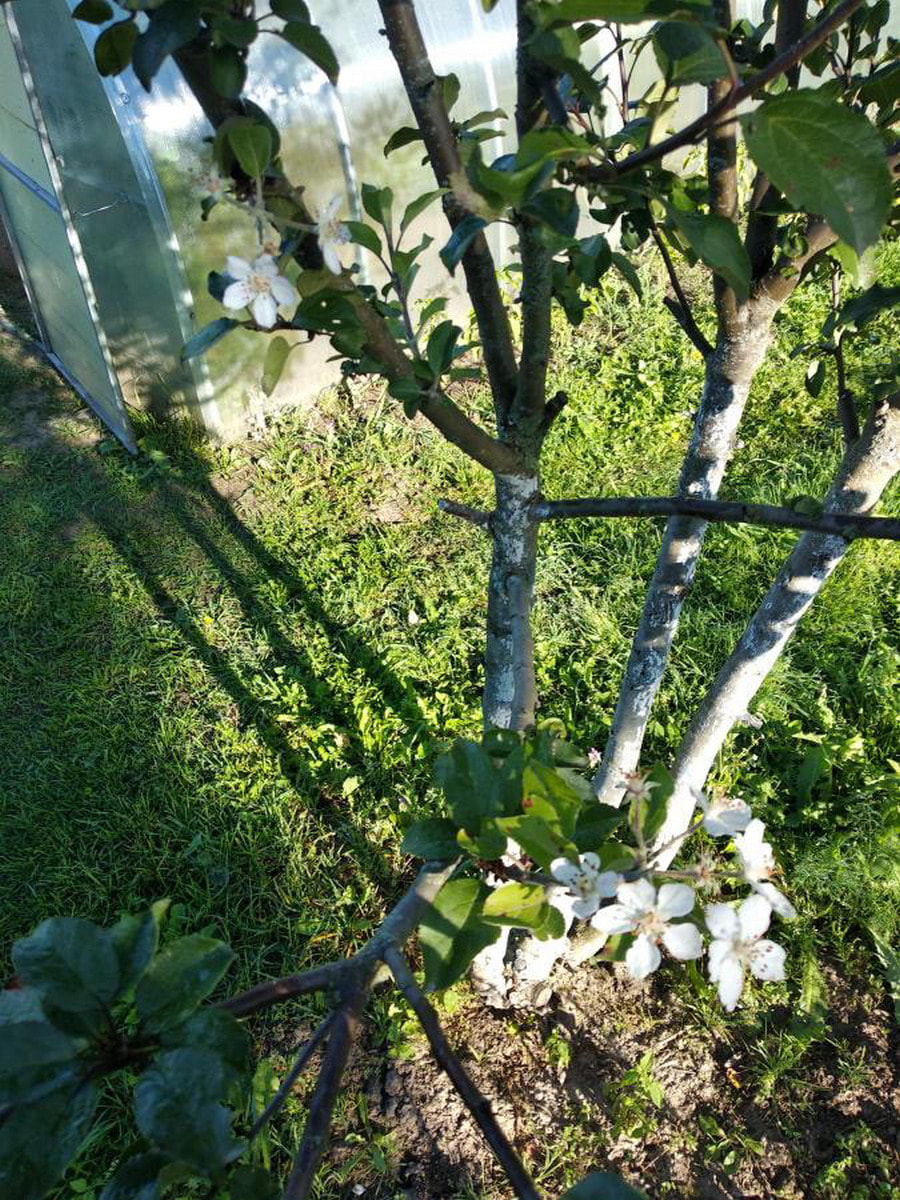 Повторное цветение 3.jpeg