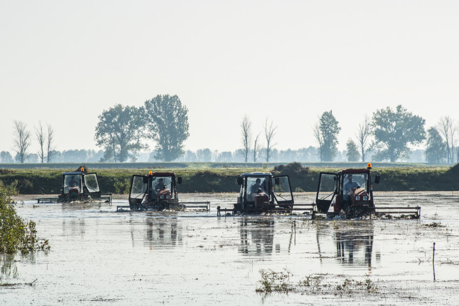 Полесские журавины 15.jpg