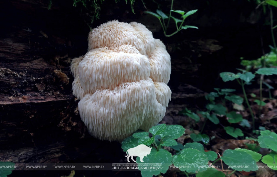 Гериций 1.jpg