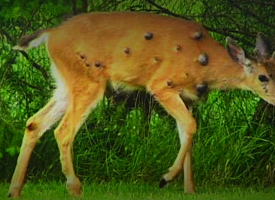 фде
