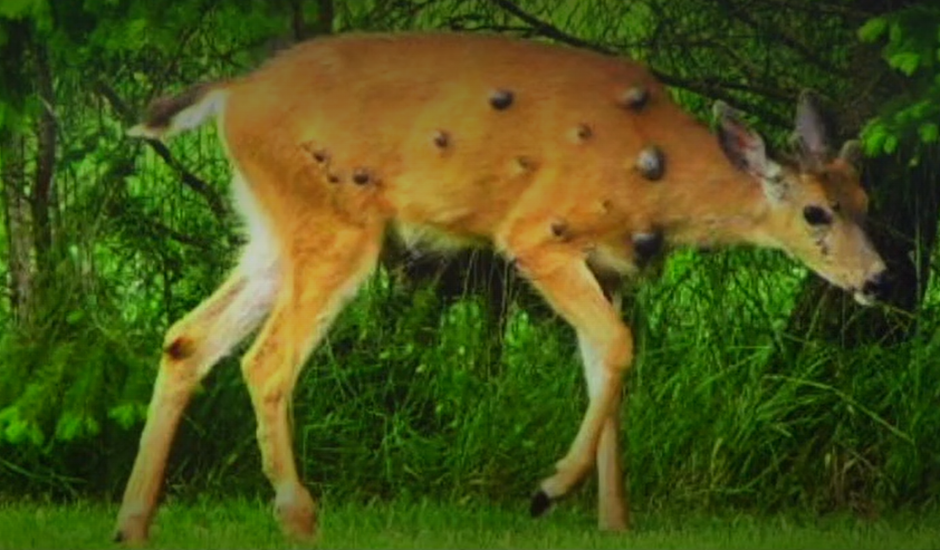 Олень бородавки