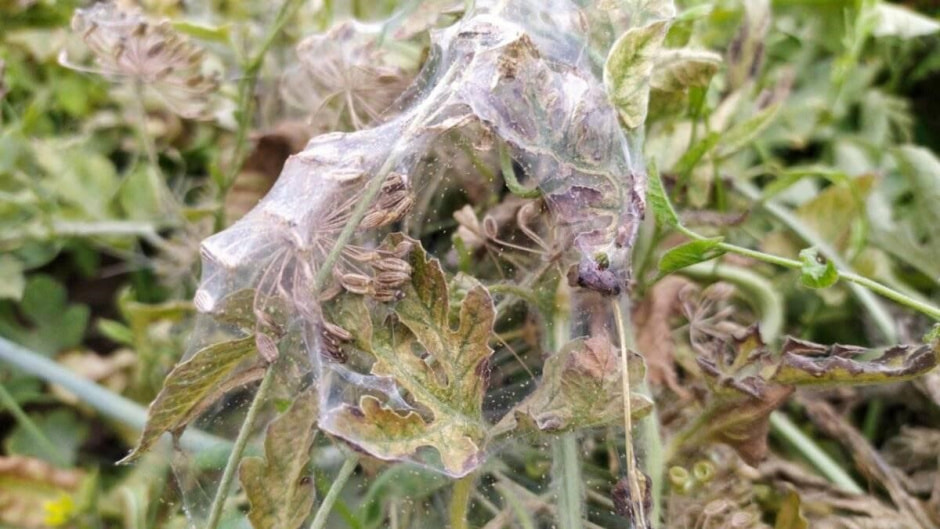 Как бороться с паутинным клещом 7.jpg