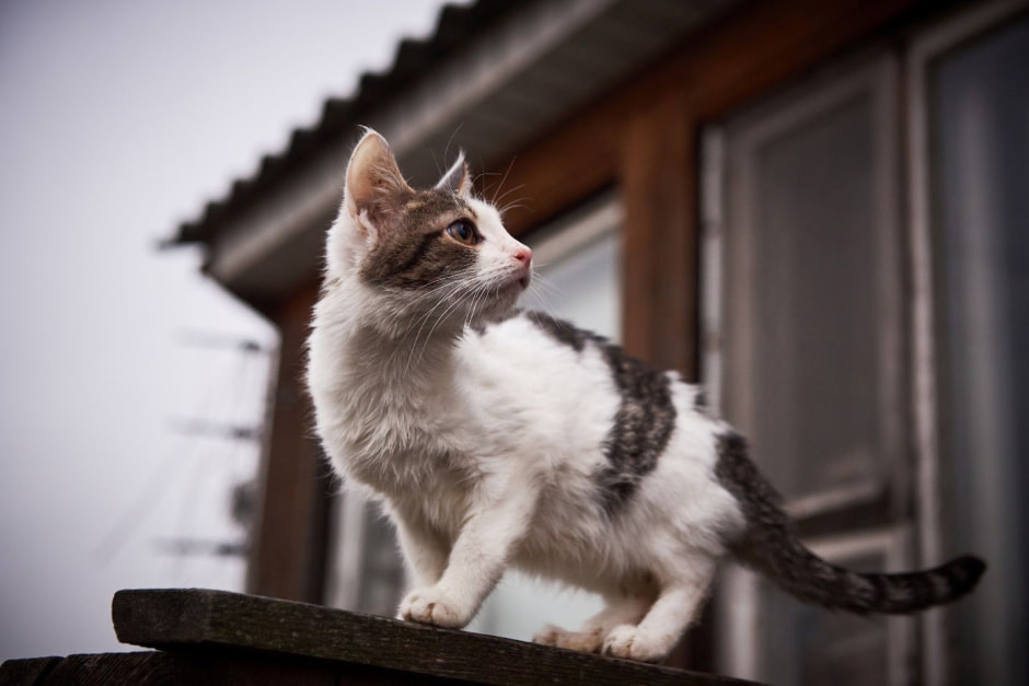 Закон о животных 11.jpg