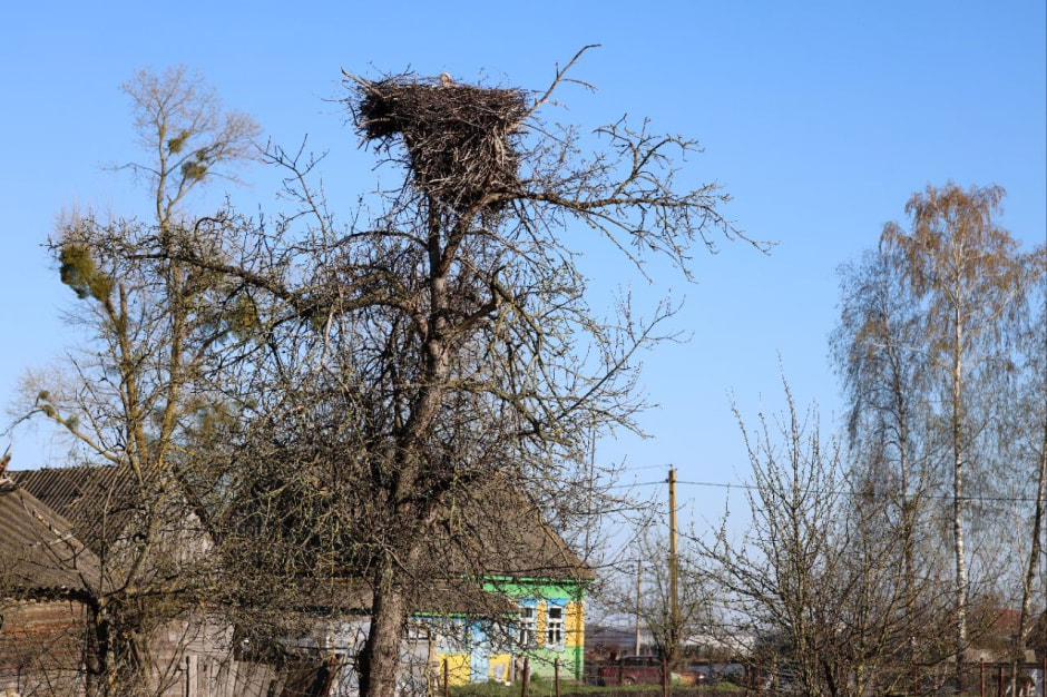 Аисты в деревне Малешев 15.jpg