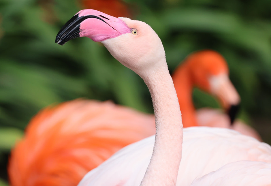 Фламинго Шкурко.jpg