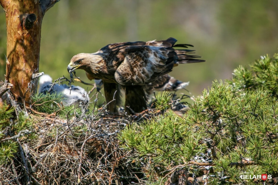 Тонкости фотоохоты от Сергея Плыткевича 12.jpg