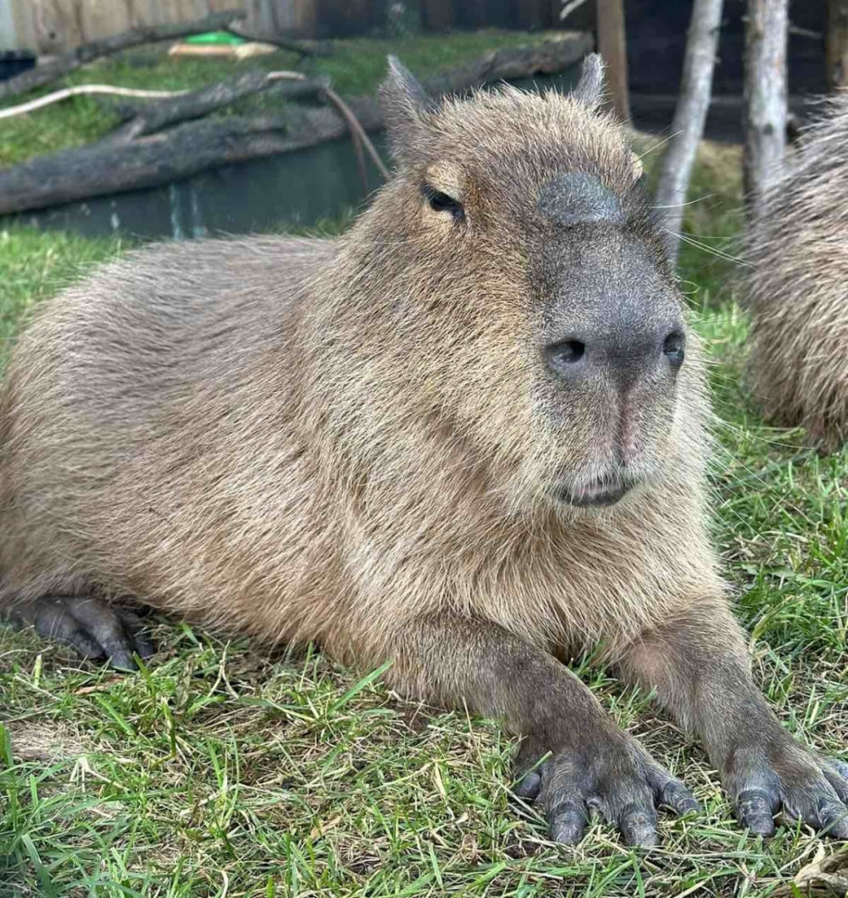 Капибары в Парке животных 6.jpg