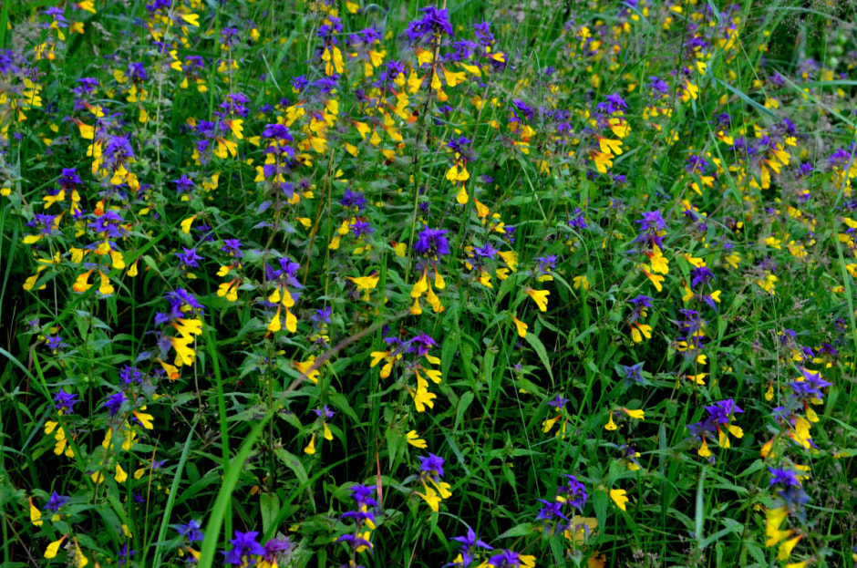 Травы на Купалу 3.jpg